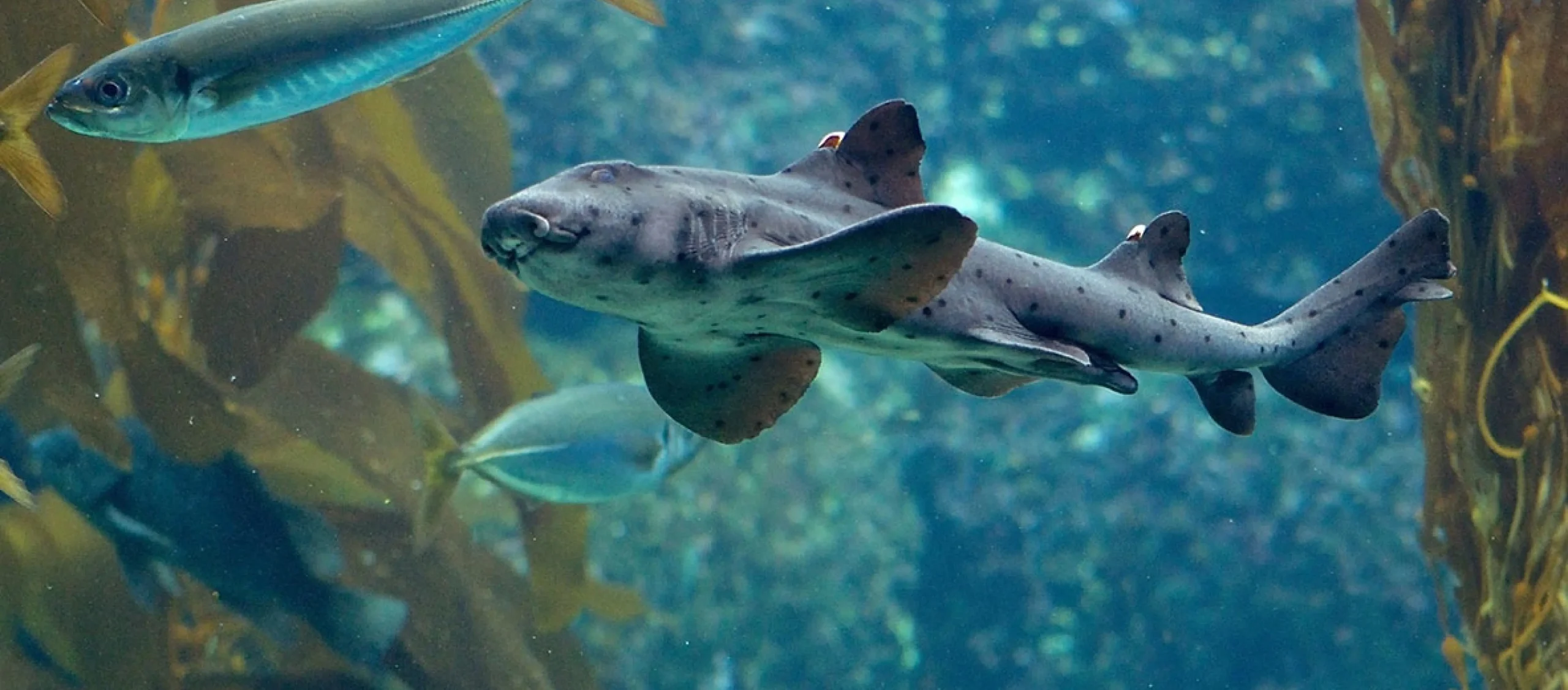 Small Shark In Aquarium