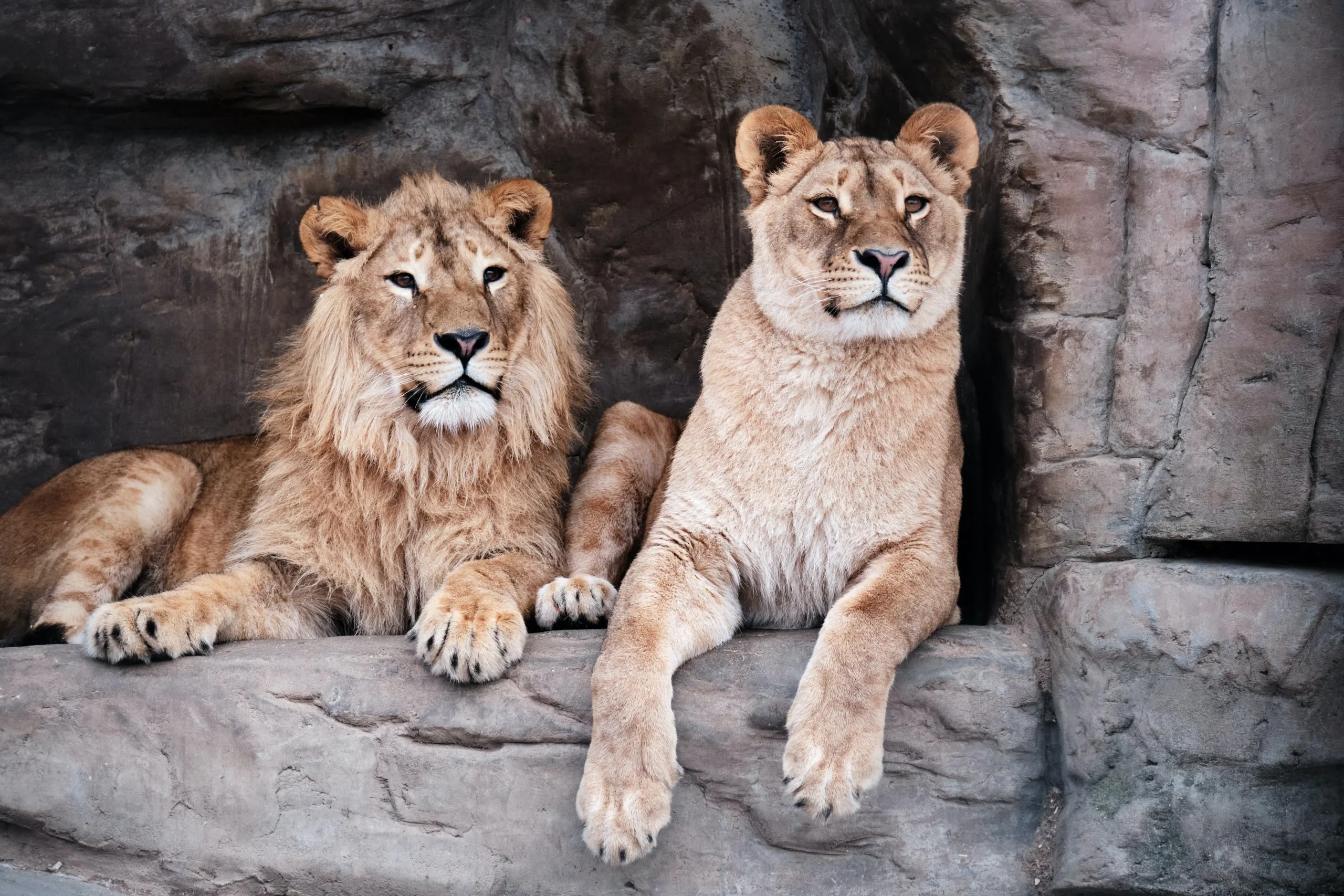 A male & female lion on a rock formation.