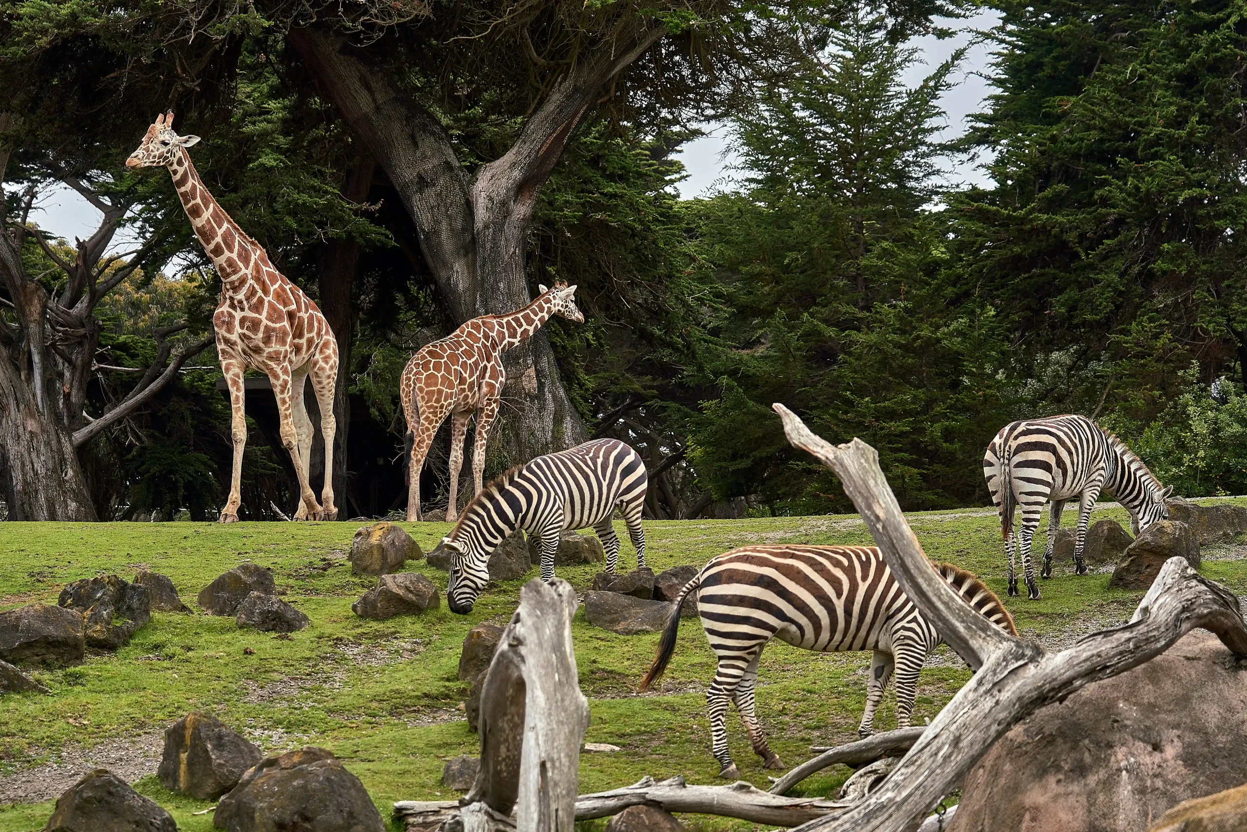 A zoo savanna exhibit with giraffes, zebras, and wildebeest 
