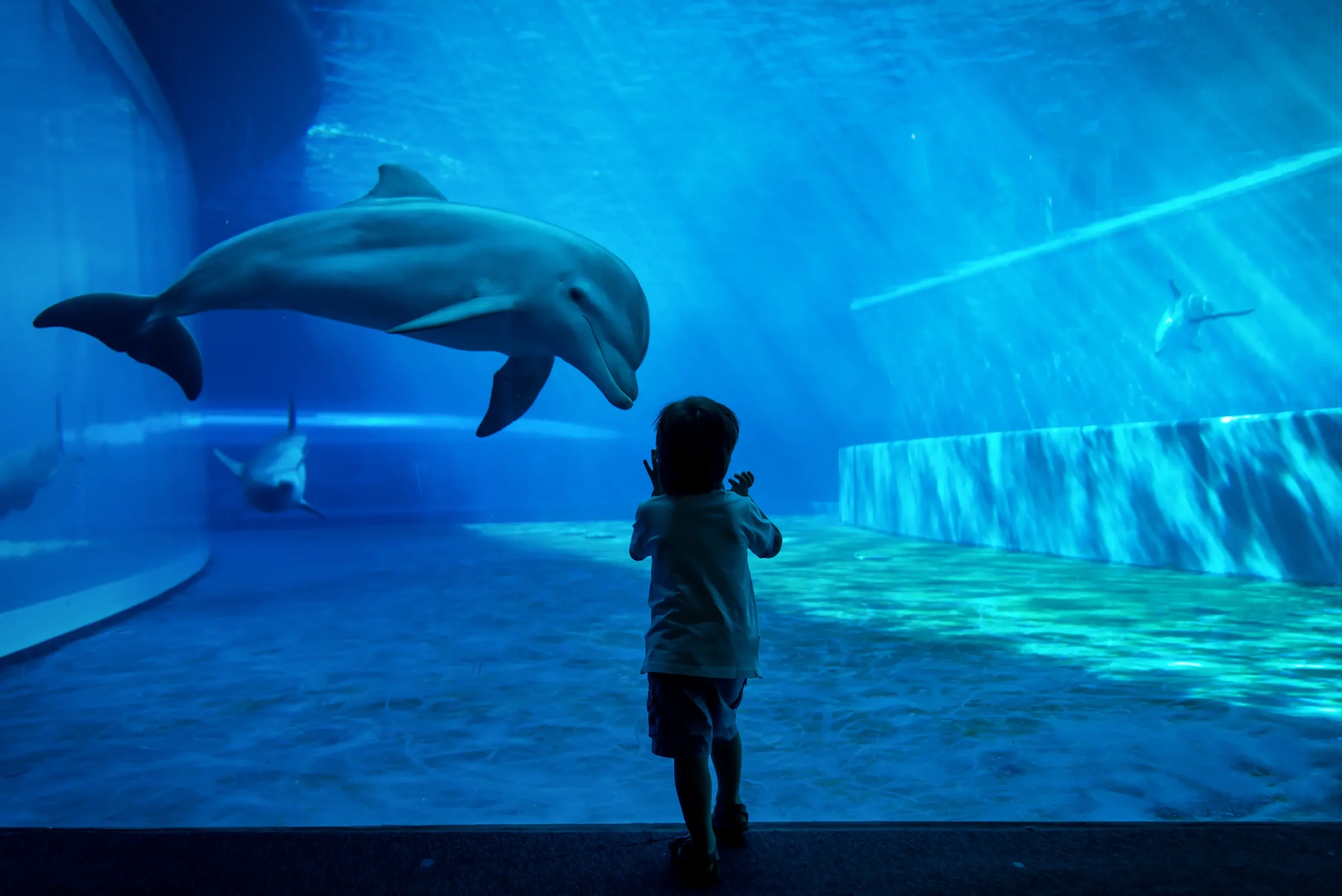 child in dark aquarium looking at dolphin through the glass